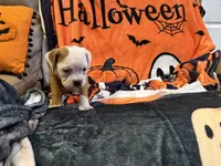 Dog , a male English Bulldog for sale in Coral Springs, FL – 5 of 7