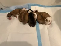 Bulldogs , a male English Bulldog and American Bulldog for sale in Coral Springs, FL – 6 of 8