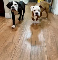 Rusty, a male English Bulldog and American Bulldog for sale in Coral Springs, FL – 5 of 11
