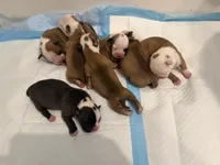 Bulldogs , a male English Bulldog and American Bulldog for sale in Coral Springs, FL – 4 of 8