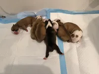 Bulldogs , a male English Bulldog and American Bulldog for sale in Coral Springs, FL – 7 of 8