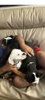 Rusty, a male English Bulldog and American Bulldog for sale in Coral Springs, FL – 2 of 7