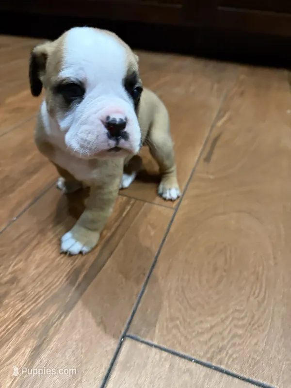 Bulldogs  – English Bulldog, American Bulldog puppy for sale in Coral Springs, FL