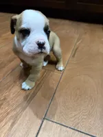 Bulldogs , a male English Bulldog and American Bulldog for sale in Coral Springs, FL – 1 of 4