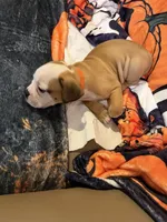 Dog , a male English Bulldog for sale in Coral Springs, FL – 2 of 7
