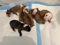 Bulldogs , a male English Bulldog and American Bulldog for sale in Coral Springs, FL – 5 of 8