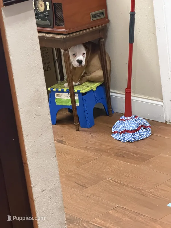 Rusty – English Bulldog, American Bulldog puppy for sale in Coral Springs, FL