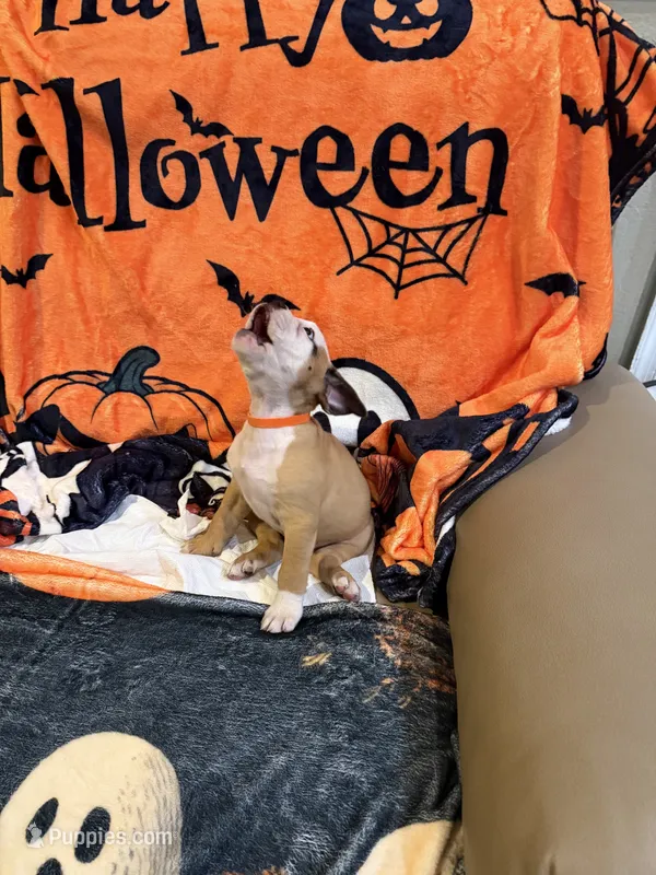Dog  – English Bulldog puppy for sale in Coral Springs, FL