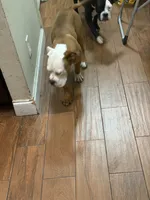 Rusty, a male English Bulldog and American Bulldog for sale in Coral Springs, FL – 8 of 11