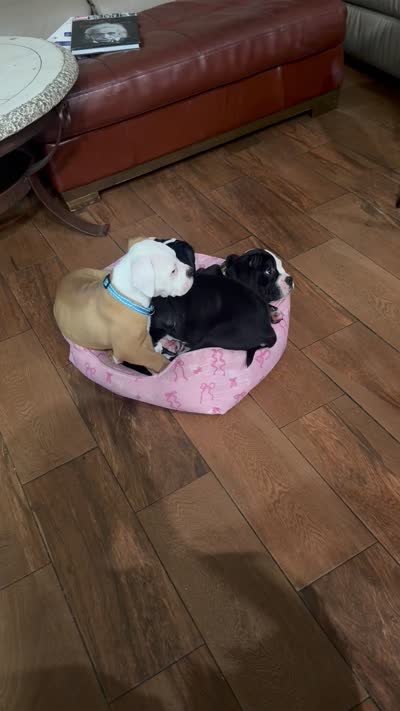 Rusty, a male English Bulldog and American Bulldog for sale in Coral Springs, FL – 6 of 7