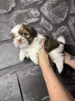 Dark Chocolate AKC, a male Shih Tzu for sale in Trafford, PA – Photo 4 of 5