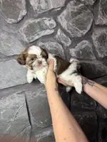 Dark Chocolate AKC, a male Shih Tzu for sale in Trafford, PA – Photo 3 of 5