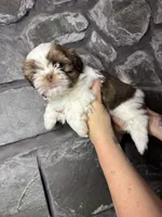 Dark Chocolate AKC, a male Shih Tzu for sale in Trafford, PA – Photo 2 of 5