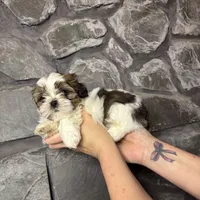 Little Buddy Jr. AKC, a male Shih Tzu for sale in Trafford, PA – Photo 2 of 4