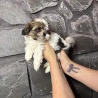 Little Buddy Jr. AKC, a male Shih Tzu for sale in Trafford, PA – Photo 4 of 4
