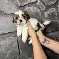 Little Buddy Jr. AKC, a male Shih Tzu for sale in Trafford, PA – Photo 3 of 4