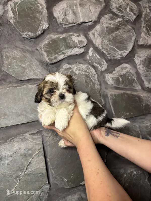 Little Buddy Jr. AKC