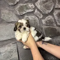 Little Buddy Jr. AKC, a male Shih Tzu for sale in Trafford, PA – Photo 1 of 4