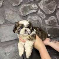 Shark tooth AKC, a male Shih Tzu for sale in Trafford, PA – Photo 1 of 4
