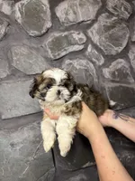 Shark tooth AKC, a male Shih Tzu for sale in Trafford, PA – Photo 1 of 4