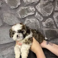 Shark tooth AKC, a male Shih Tzu for sale in Trafford, PA – Photo 2 of 4