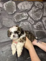 Shark tooth AKC, a male Shih Tzu for sale in Trafford, PA – Photo 2 of 4