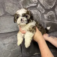 Shark tooth AKC, a male Shih Tzu for sale in Trafford, PA – Photo 3 of 4