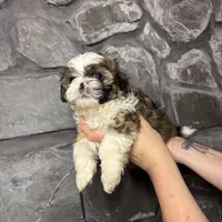 Shark tooth AKC, a male Shih Tzu for sale in Trafford, PA – Photo 4 of 4