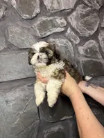 Shark tooth AKC, a male Shih Tzu for sale in Trafford, PA – Photo 4 of 4