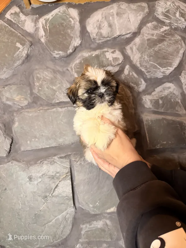 Mermaid AKC Shih Tzu Puppy