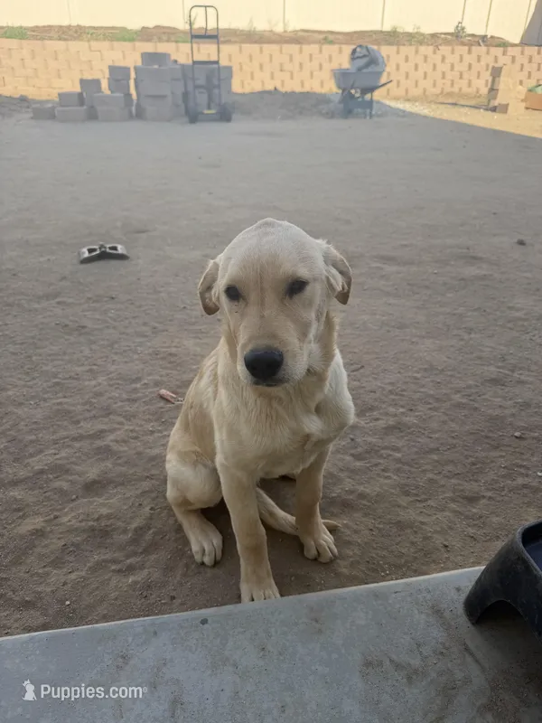 Kike – Golden Retriever, Labrador Retriever puppy for sale in Homeland, CA