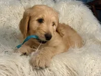 Junior , a male Goldendoodle for sale in Carlsbad, CA – Photo 3 of 5