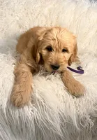 Junior , a male Goldendoodle for sale in Carlsbad, CA – Photo 5 of 5