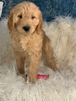 Junior , a male Goldendoodle for sale in Carlsbad, CA – Photo 2 of 5