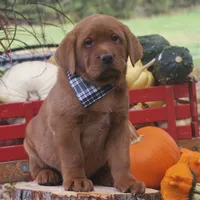 Riley, a male Labrador Retriever for sale in New Florence, PA – 3 of 6