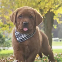 Riley, a male Labrador Retriever for sale in New Florence, PA – 2 of 6
