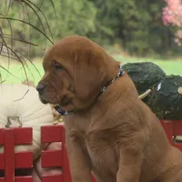 Kory, a male Labrador Retriever for sale in New Florence, PA – 3 of 5