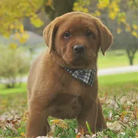 Riley, a male Labrador Retriever for sale in New Florence, PA – 4 of 6