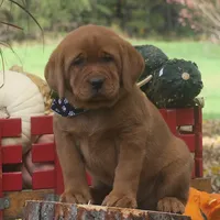 Kory, a male Labrador Retriever for sale in New Florence, PA – 1 of 5