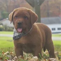 Riley, a male Labrador Retriever for sale in New Florence, PA – 5 of 6