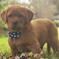 Kory, a male Labrador Retriever for sale in New Florence, PA – 2 of 5