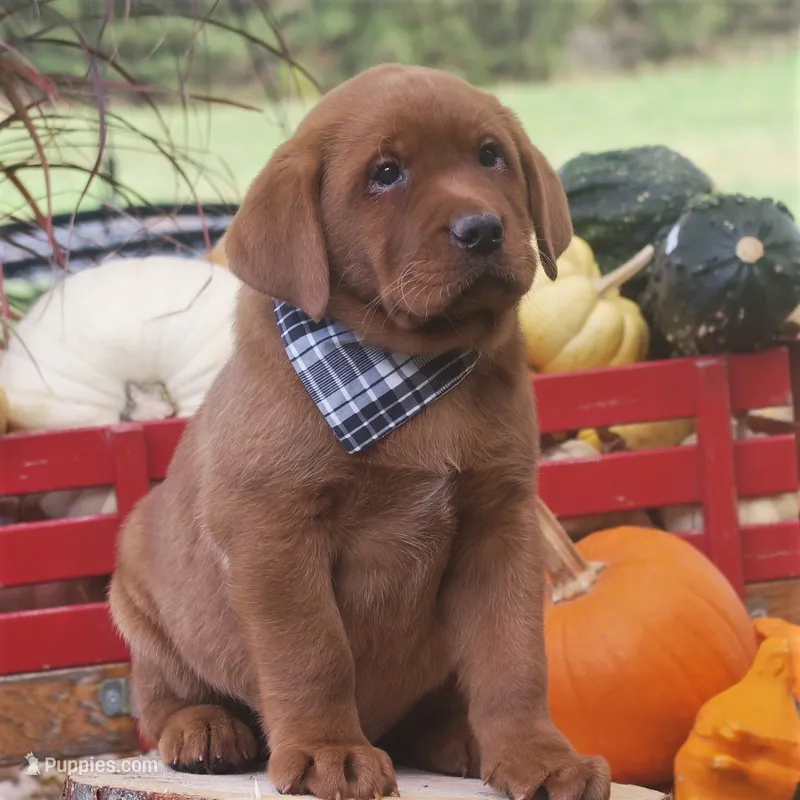Riley – Labrador Retriever puppy for sale in New Florence, PA