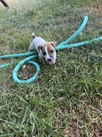 Boy #1, a male Jack Russell Terrier for sale in Brenham, TX – 4 of 4