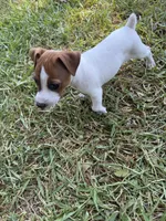 Girl #1, a female Jack Russell Terrier for sale in Brenham, TX – 2 of 4