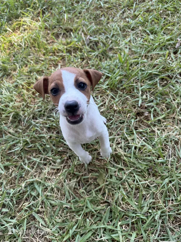 Girl #1 – Jack Russell Terrier puppy for sale in Brenham, TX