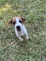 Girl #1, a female Jack Russell Terrier for sale in Brenham, TX – 1 of 4