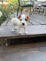 Girl#2, a female Jack Russell Terrier for sale in Brenham, TX – 2 of 3