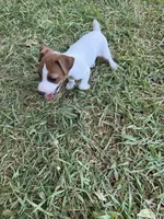 Girl #1, a female Jack Russell Terrier for sale in Brenham, TX – 4 of 4