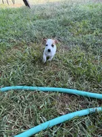 Girl#2, a female Jack Russell Terrier for sale in Brenham, TX – 3 of 3