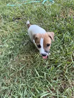 Boy #1, a male Jack Russell Terrier for sale in Brenham, TX – 3 of 4